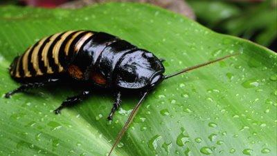 Cockroach