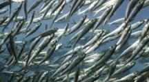 Herring And Sardine