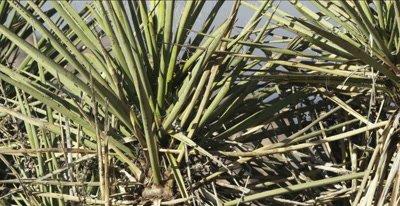 Yucca