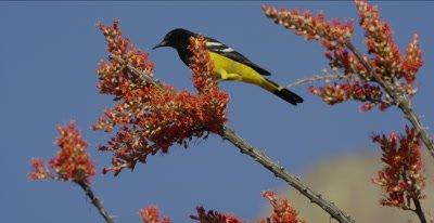 Oriole And Blackbird