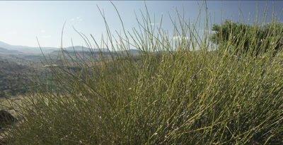 Ephedra
