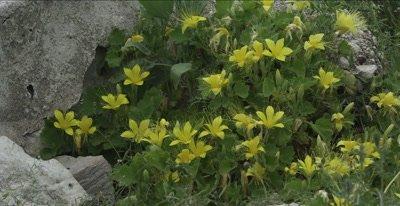 Stingbush