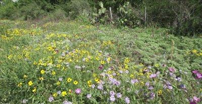 Verbena