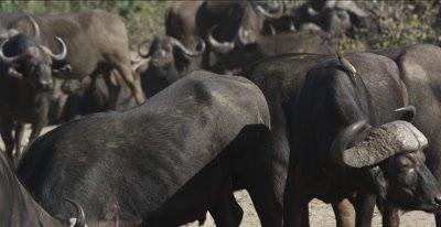 Oxpecker