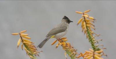 Bulbul