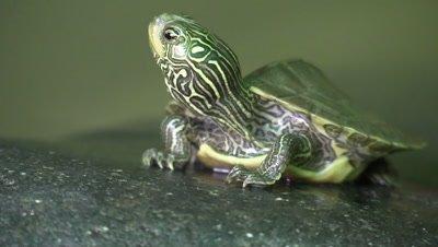 Turtle