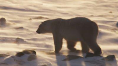 Polar Bear
