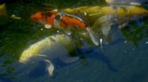 Carp