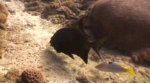 Knifefish