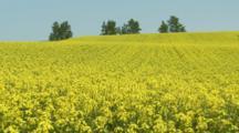 Mustard And Cabbage