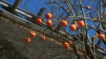 Persimmon And Ebony