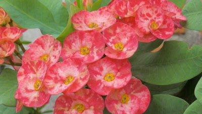 Euphorbia