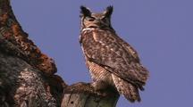 Owl