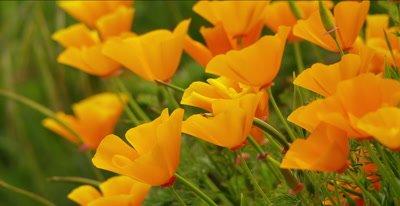 Poppy