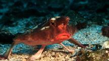 Batfish
