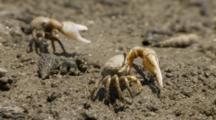Fiddler Crab