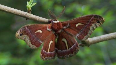 Moth