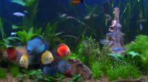 Swordtail