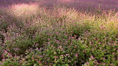 Buckwheat