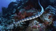 Sea Snake