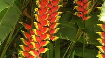 Tropical Plants
