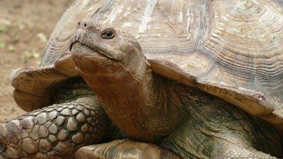 Tortoise
