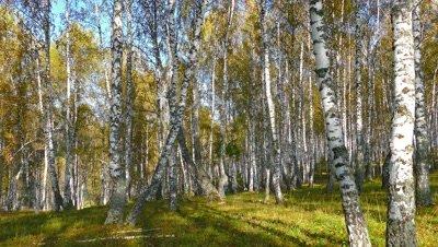Birch