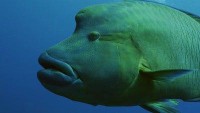 Wrasse And Parrotfish