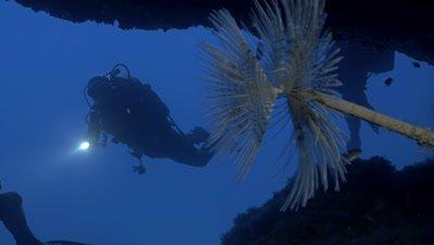 Feather Duster Worms