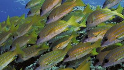 Snapper