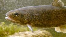 Trout