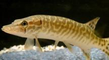 Pike