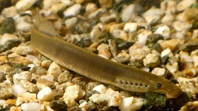 Lamprey