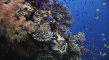 Splitfin