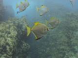 Moonfish