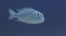 Bream