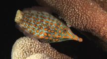 Filefish
