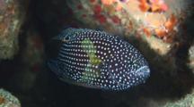 Longfin