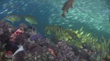 Dory