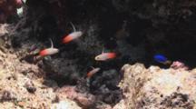 Goby