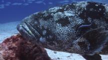 Rockfish