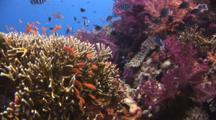 Hydrozoan