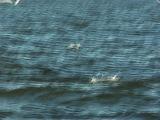 Bluefish