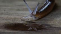 Land Snail