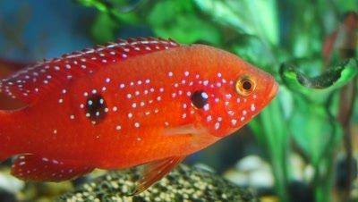Cichlid