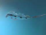 Ribbonfish