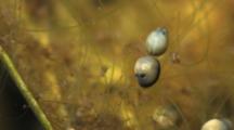 Seed Shrimp
