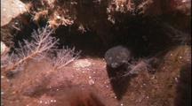 Dragonfish