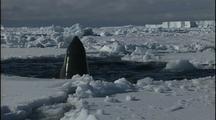 Spyhopping Whales