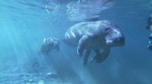 Manatee
